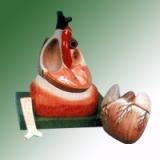 HUMAN HEART